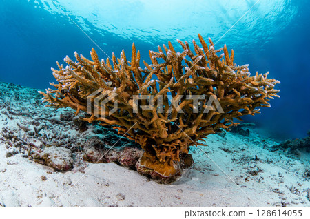 Staghorn coral, a type of branching coral in crystal clear water of Andaman sea 128614055