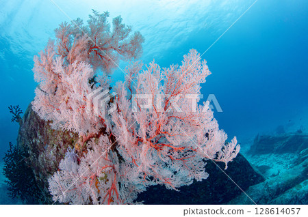 Pink Gorgonian Sea Fan coral in Andaman sea at Similan National Park, Thailand Pink Gorgonian Sea Fan coral in Andaman sea at Similan National Park, Thailand 128614057