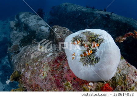 Clownfish or Anemonefish hiding in sea anemone coral on the pinnacle 128614058
