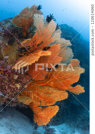 Group of gorgonian sea fan coral on tropical reef at Similan National Park, Thailand. 128614060