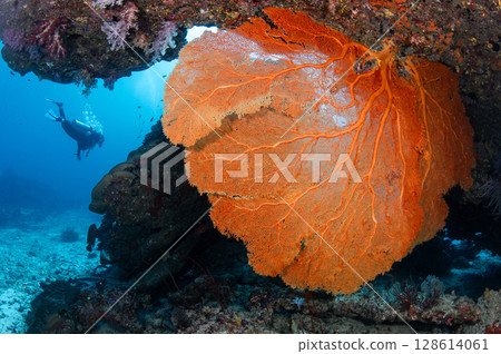 Upside down Gorgonian sea fan coral hanging under the rock at Similan National Park, Thailand. 128614061