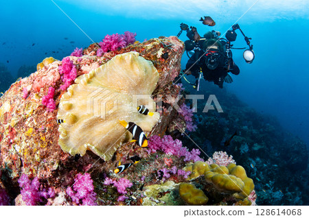 Female scuba diver holding underwater camera taking a photo of clarks anemonefish on tropical reef 128614068