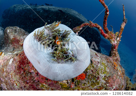 Clownfish or Anemonefish hiding in sea anemone coral  128614082
