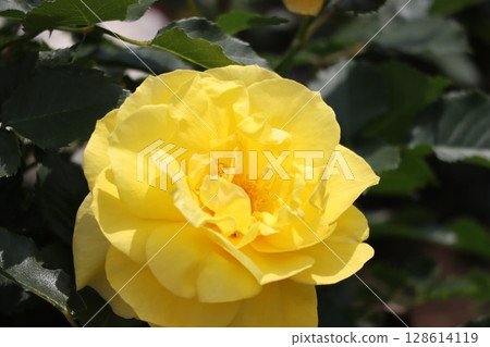 美麗的黃玫瑰 128614119