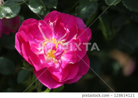 Beautiful pink roses Beautiful pink roses 128614121