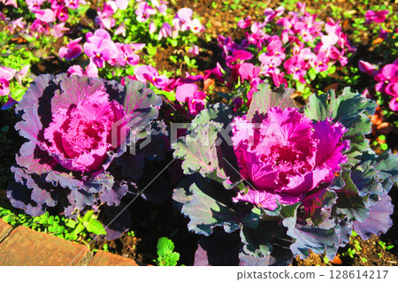 Beautiful scenery of leaf peonies in a flowerbed 128614217