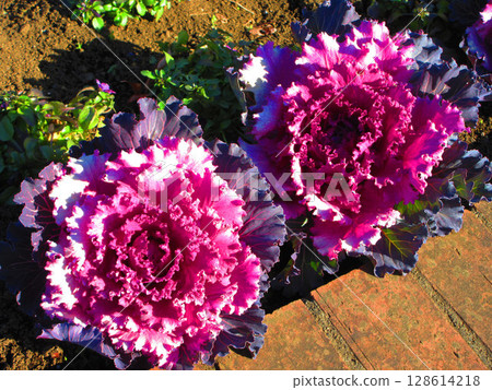 Beautiful scenery of leaf peonies in a flowerbed 128614218