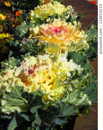 Beautiful scenery of leaf peonies in a flowerbed 128614219