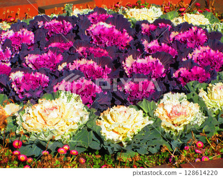 Beautiful scenery of leaf peonies in a flowerbed Beautiful scenery of leaf peonies in a flowerbed 128614220