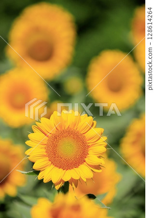 sunflower	 128614264