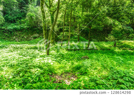 [World Heritage Iwami Ginzan Silver Mine Site and its Cultural Landscape] Shimizudani Smelter and Ore Dressing Plant Ruins in Early Summer 3, Oda City, Shimane Prefecture 128614298