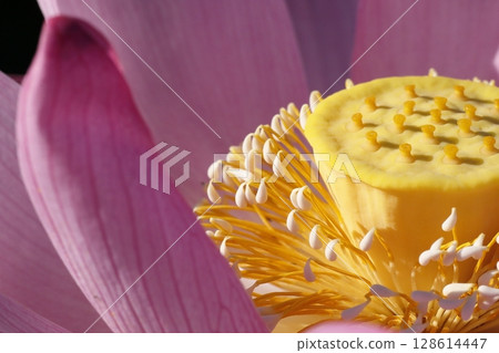 Lotus in Japan 128614447