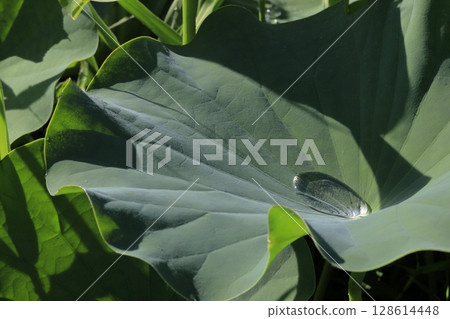 Lotus in Japan Lotus in Japan 128614448