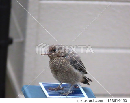 Sea bulbul Sea bulbul 128614460