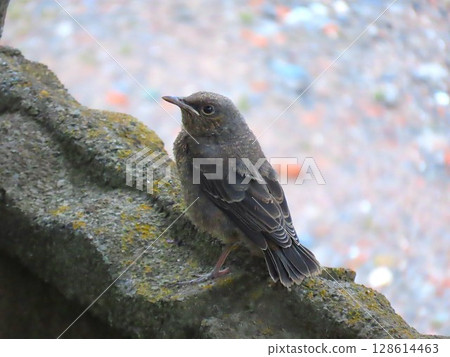 Sea bulbul Sea bulbul 128614463