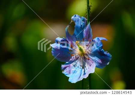 綠絨蒿花 128614543