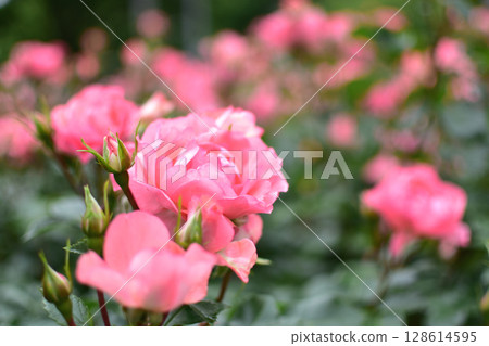 法國花園的鮭魚粉紅花朵 128614595