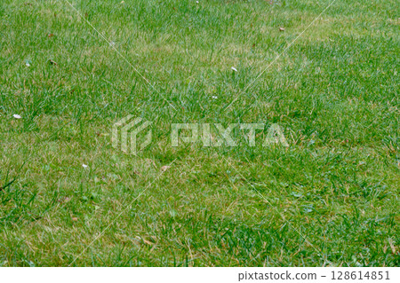 Lush green grass covers a vast area in a peaceful outdoor setting during a sunny day in spring 128614851