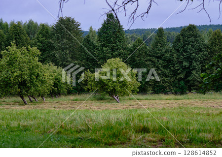 Serene landscape featuring green trees and open grass during a cloudy day in the countryside 128614852