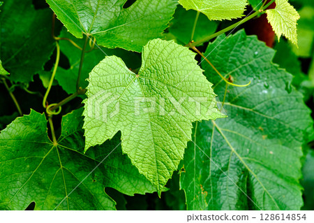 Green grape leaves showcasing vibrant textures in a lush garden during sunny daylight hours 128614854