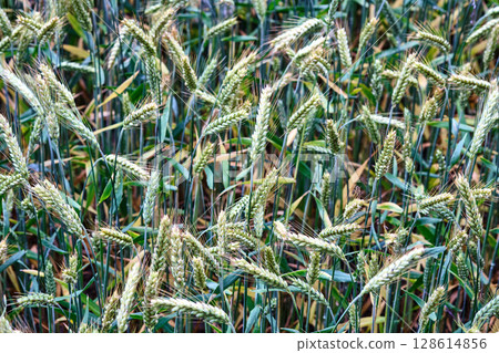 Wheat plants growing in a sunny field during late spring in rural areas of the countryside 128614856