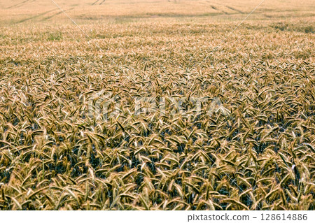 Golden wheat field stretching across the countryside under a clear blue sky during late afternoon 128614886