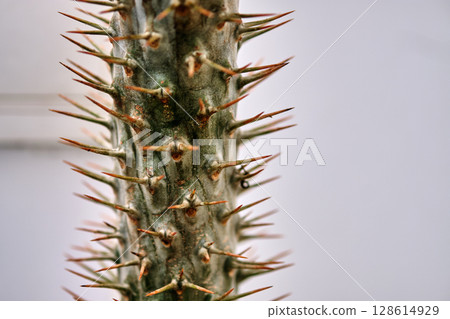 Unique close-up of a cactus showcasing its intricate thorns and textures in a natural setting 128614929