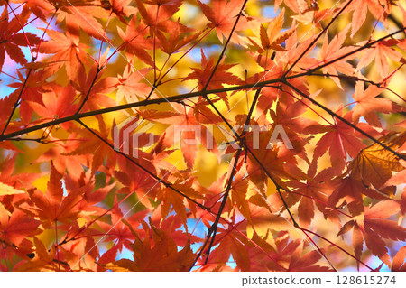 Beautiful autumn leaves at Ichijo Ekan Sanso in Kamakura (Kamakura, Kanagawa Prefecture) 128615274