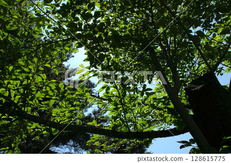 [Aomori City, Aomori Prefecture] Cherry tree leaves and sky at Nogiwa Park 128615775