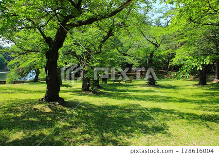 [青森縣青森市]乃木一公園的樹木和長椅 128616004