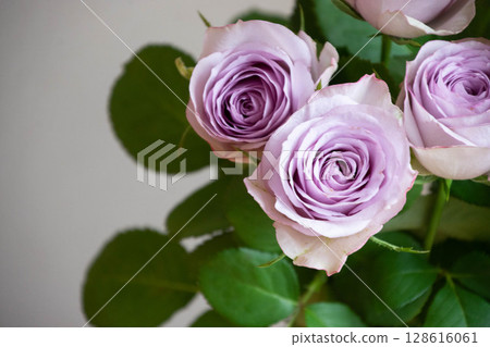 Purple roses 128616061