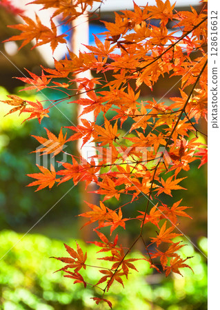 Beautiful autumn leaves at Ichijo Ekan Sanso in Kamakura (Kamakura, Kanagawa Prefecture) 128616612