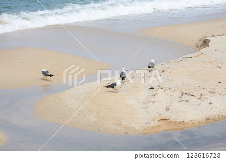 Summer beach and seabirds 128616728