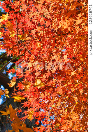 鎌倉一條江漢山莊美麗的秋葉（神奈川縣鎌倉市） 128616741