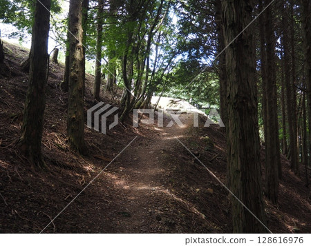 Small diameter of forest 128616976
