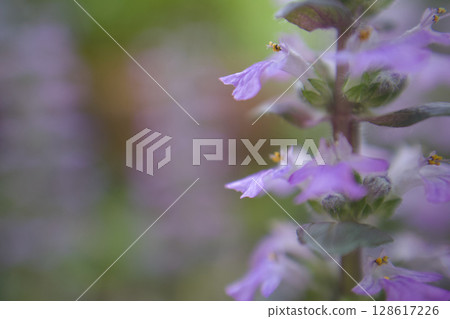 筋骨草的花語是“堅固的友誼”，可以在春末夏初的陰涼花園中看到。 128617226