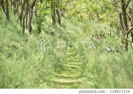 Hiyoriyama Promenade (Kemonomichi) Hiyoriyama Promenade (Kemonomichi) 128617234