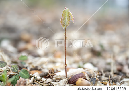 早春時節,一棵科納拉橡樹幼苗從林地中的橡實萌發 早春時節,一棵科納拉橡樹幼苗從林地中的橡實萌發 128617239