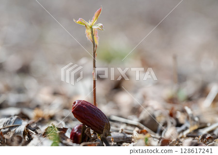 早春時節，一棵科納拉橡樹幼苗從林地中的橡實萌發 128617241