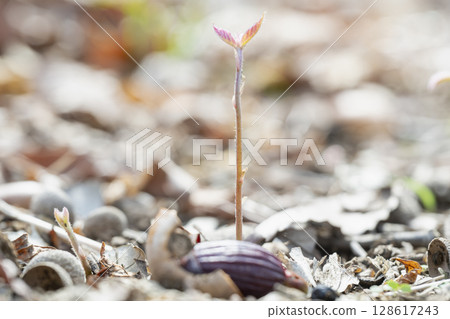 早春時節,一棵科納拉橡樹幼苗從林地中的橡實萌發 早春時節,一棵科納拉橡樹幼苗從林地中的橡實萌發 128617243