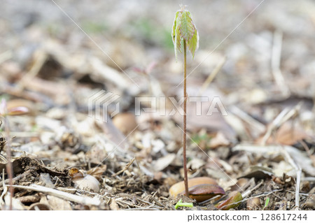早春時節,一棵科納拉橡樹幼苗從林地中的橡實萌發 早春時節,一棵科納拉橡樹幼苗從林地中的橡實萌發 128617244
