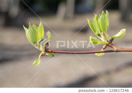 山茱萸葉在早春的樹林裡早早發芽 山茱萸葉在早春的樹林裡早早發芽 128617246
