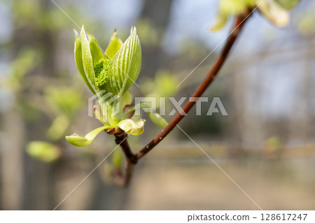 山茱萸的葉子和芽在早春的樹林裡早早冒出來 128617247