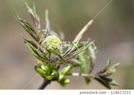 Young leaves and buds of the elderberry tree, which is said to be inhabited by spirits, starting to sprout in spring 128617255