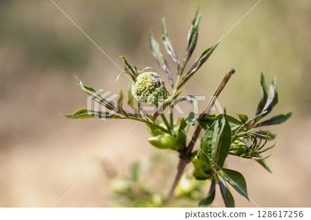 Young leaves and buds of the elderberry tree, which is said to be inhabited by spirits, starting to sprout in spring 128617256