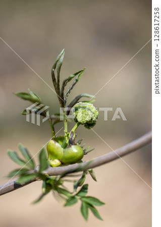 接骨木樹的嫩葉和嫩芽在春天開始發芽，據說這種樹能寄宿在死者的靈魂中。 128617258