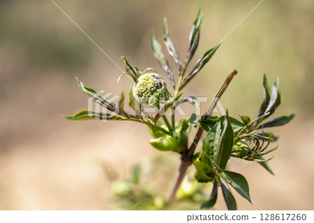 Young leaves and buds of the elderberry tree, which is said to be inhabited by spirits, starting to sprout in spring Young leaves and buds of the elderberry tree, which is said to be inhabited by spirits, starting to sprout in spring 128617260