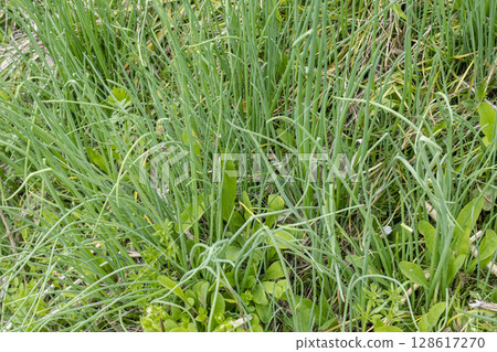 早春時節，小路邊一棵野樺樹茁壯成長 128617270