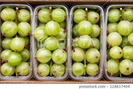 Green gooseberry fruit packed in plastic containers ready for export showing fresh processed agriculture product with natural texture and color 128617404