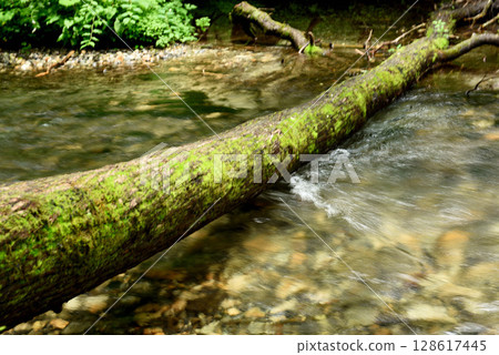 上高地岳澤沼澤 128617445